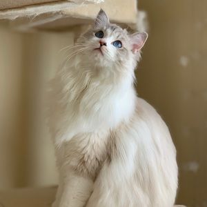 Meet your Posher, Tianyi